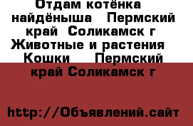 Отдам котёнка - найдёныша - Пермский край, Соликамск г. Животные и растения » Кошки   . Пермский край,Соликамск г.